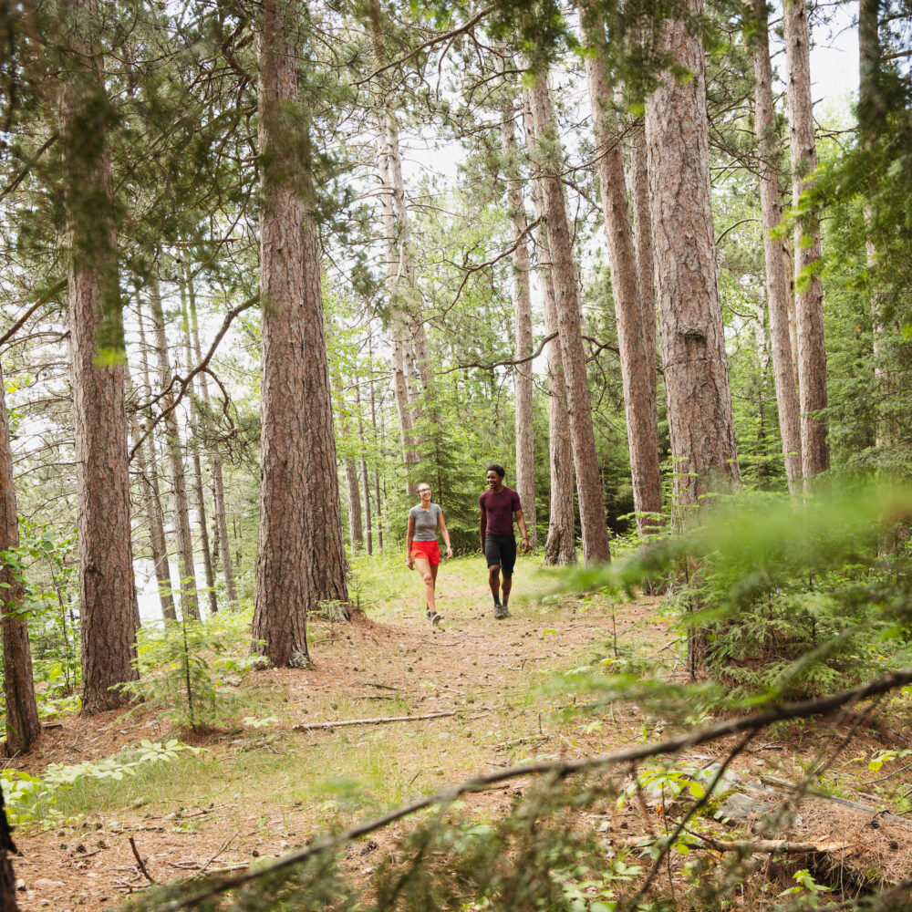 A couple hikes among towering white pine trees in Minnesota's Superior National Forest
