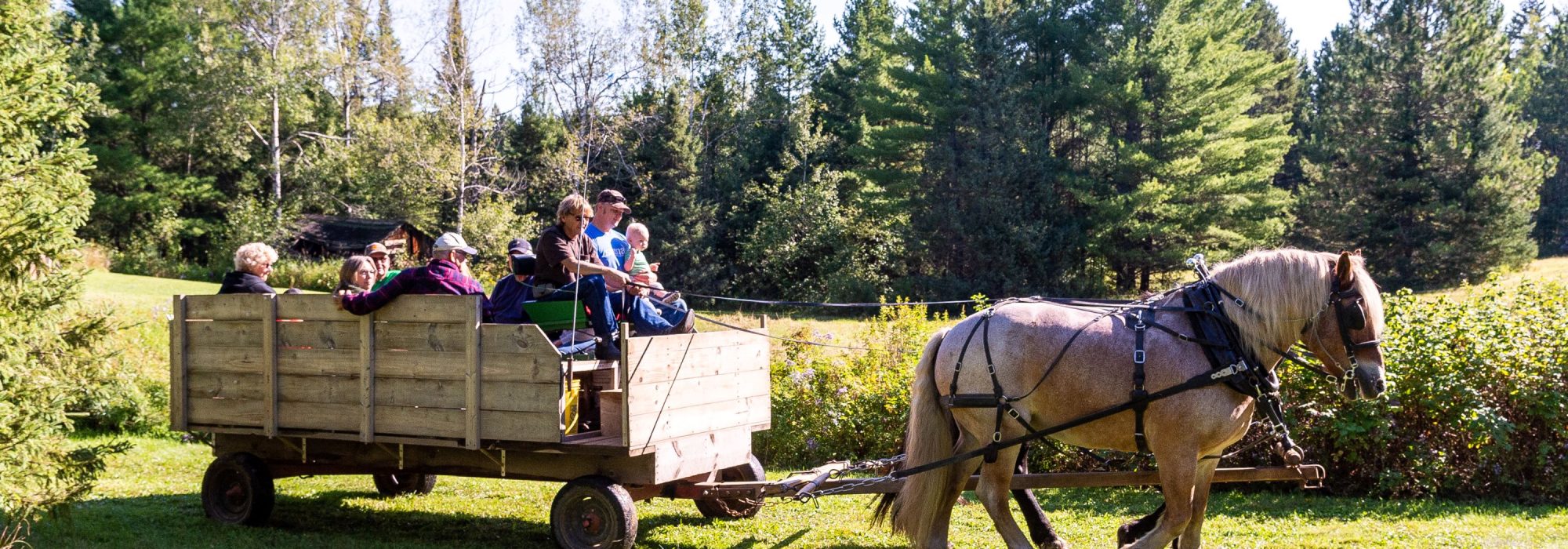 Draft horses pull a wooden wagon at the Wirtanen Farm Festival in Makinen, MN