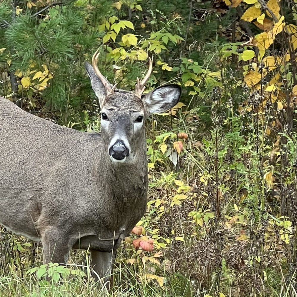 A male whitetail deer stands in a wooded area in northern Minnesota