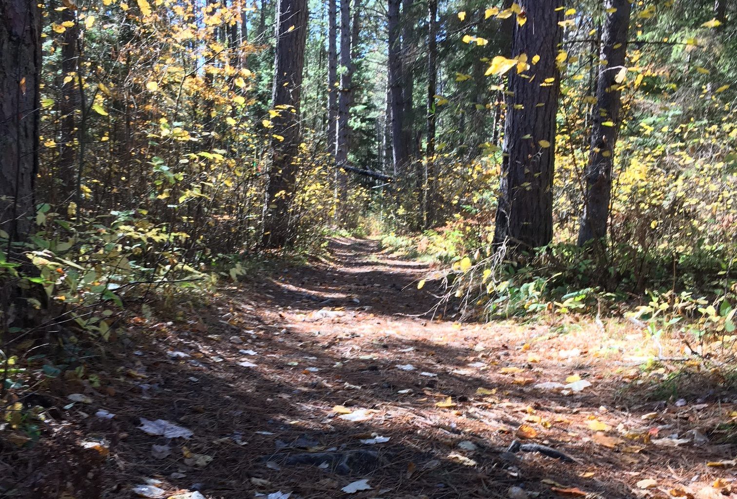 Big Aspen Trails 