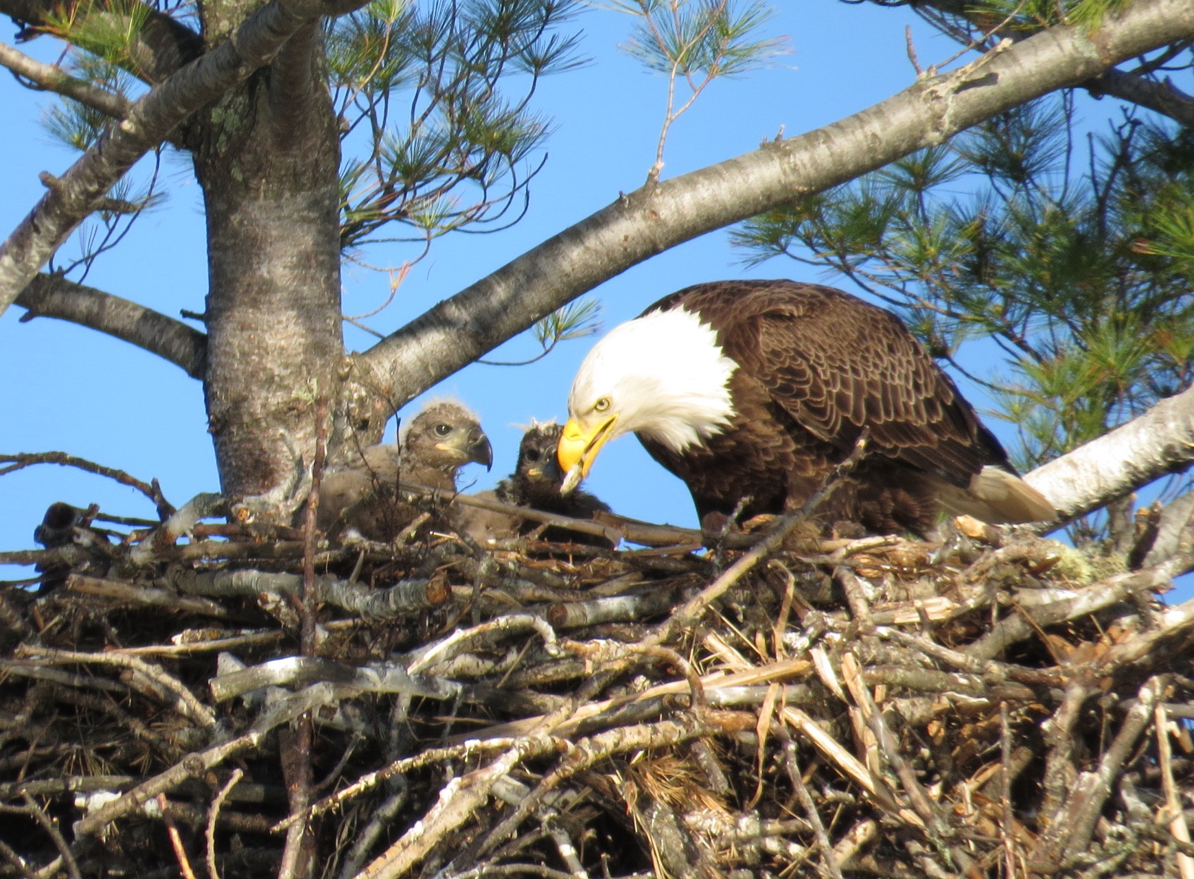 An adult bald eagle feeds a small fish to two eagle chicks in a nest in northern Minnesota. 