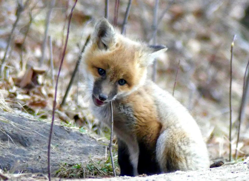 A fox kit sits on the ground in northern Minnesota