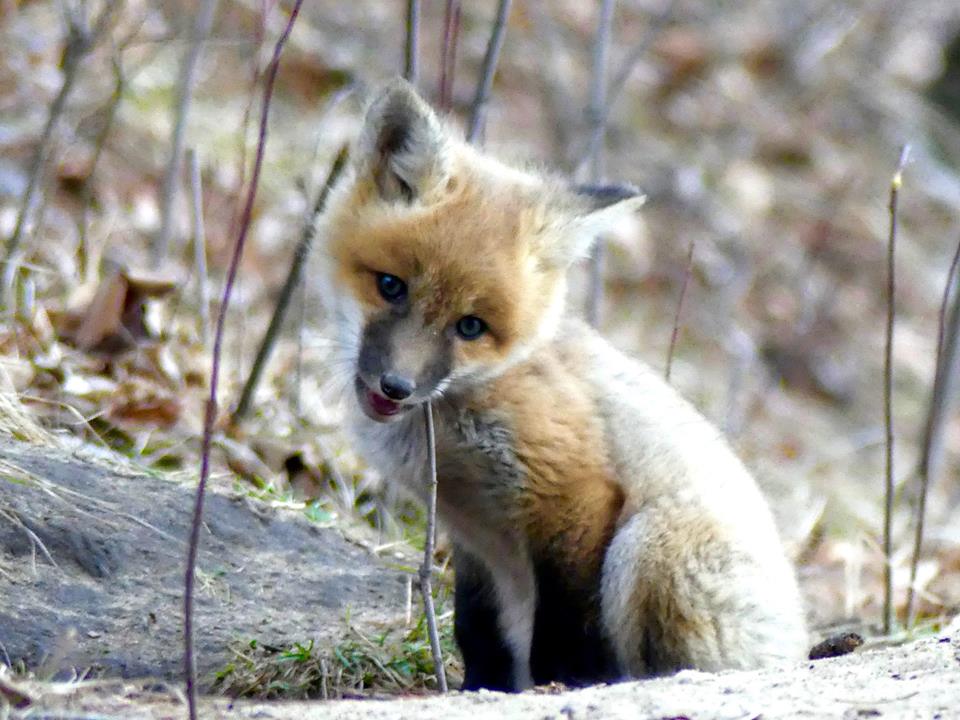 A fox kit sits on the ground in northern Minnesota