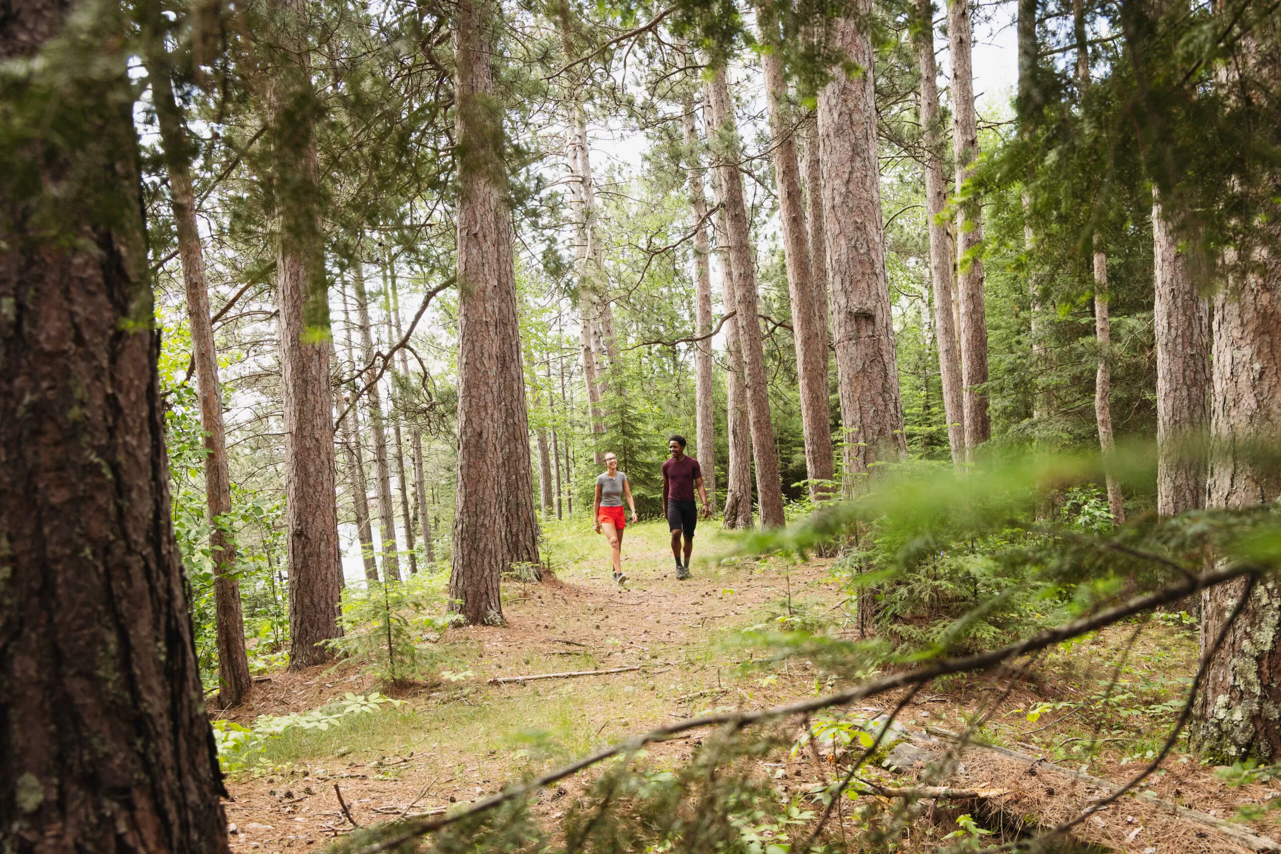 A couple hikes among towering white pine trees in Minnesota's Superior National Forest