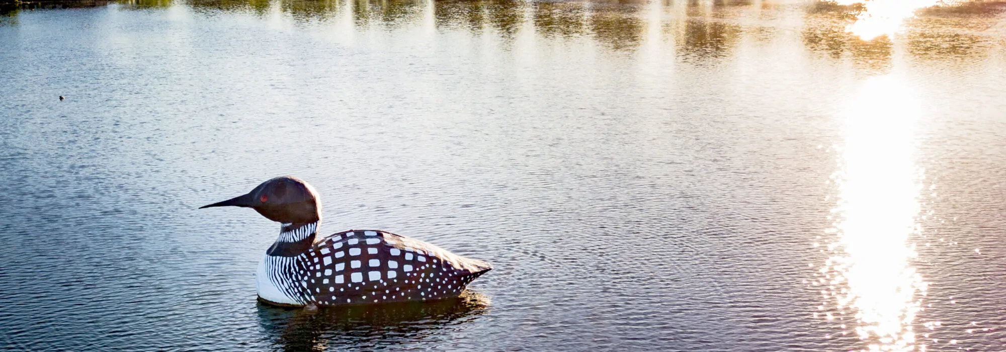 Silver Lake Loon
